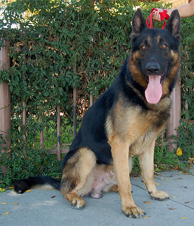 Zorro von Zimmermann sitting 2